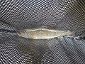 Kettle Trout7